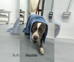 Small Photo #3 American Pit Bull Terrier-Unknown Mix Puppy For Sale in Farmerville, LA, USA