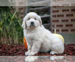 Puppy Felix English Cream Golden Retriever