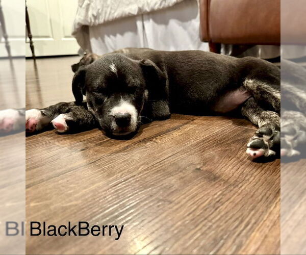 Medium Photo #8 American Staffordshire Terrier-Labrador Retriever Mix Puppy For Sale in San Juan Capistrano, CA, USA