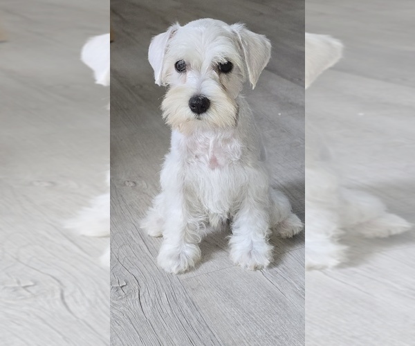 Medium Photo #3 Schnauzer (Miniature) Puppy For Sale in BROOKSVILLE, FL, USA