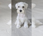 Small #2 Schnauzer (Miniature)
