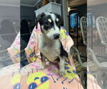 Small #1 Australian Shepherd Mix
