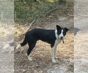 Border Collie Puppy for sale in FORT VALLEY, GA, USA