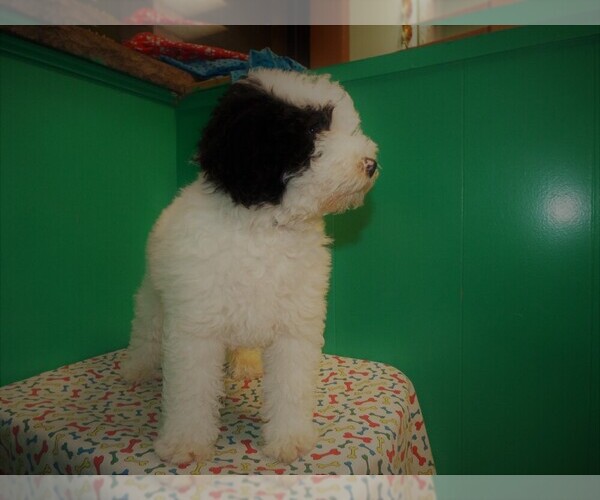 Medium Photo #4 Miniature Bernedoodle Puppy For Sale in PATERSON, NJ, USA