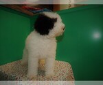 Small Photo #4 Miniature Bernedoodle Puppy For Sale in PATERSON, NJ, USA