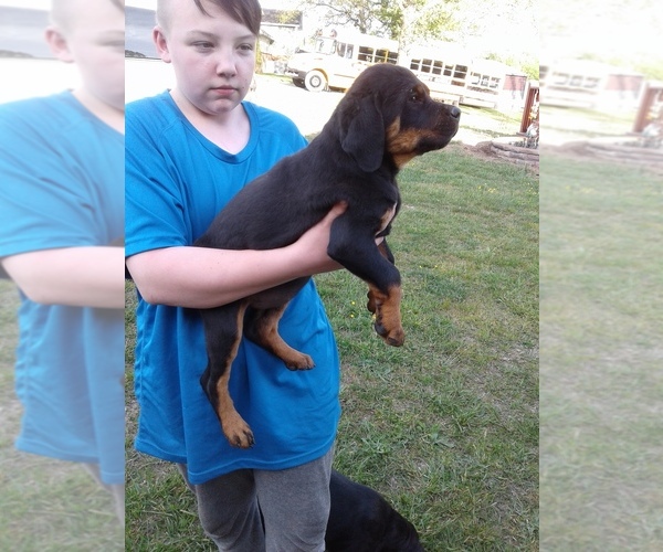 Medium Photo #8 Rottweiler Puppy For Sale in PINE KNOT, KY, USA