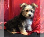 Small Photo #2 Morkie Puppy For Sale in ROCK VALLEY, IA, USA