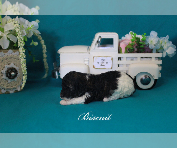 Medium Photo #6 Poodle (Toy) Puppy For Sale in CHANUTE, KS, USA
