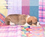 Small Photo #11 Pembroke Welsh Corgi Puppy For Sale in BURTRUM, MN, USA