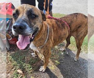 Boxer-Greyhound Mix Dogs for adoption in San Antonio, TX, USA