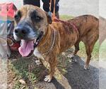 Small Boxer-Greyhound Mix