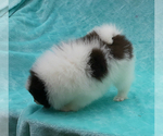 Small #37 Pomeranian