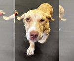 Small #5 Basset Hound Mix
