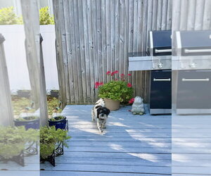 Whizzy - Male Shih Tzu Dog for Adoption - Photo #11