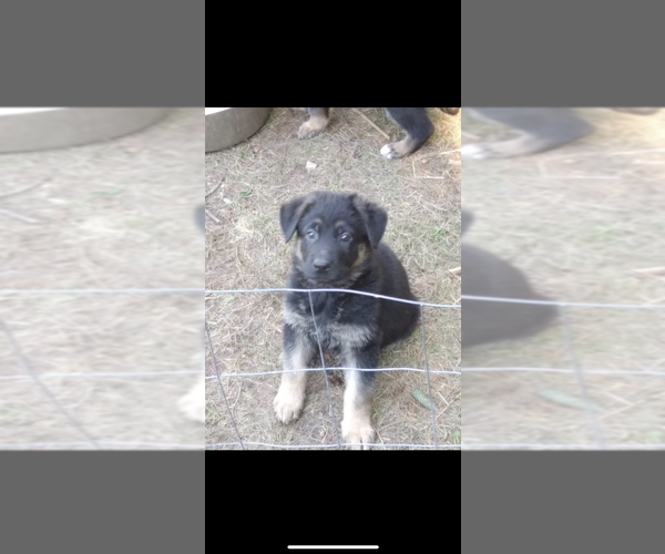 Medium Photo #5 German Shepherd Dog Puppy For Sale in AMBERG, WI, USA