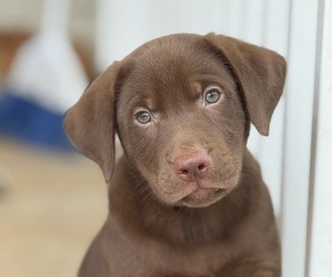 Labrador Retriever Puppy for sale in SPOTSYLVANIA, VA, USA