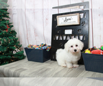 Small Photo #5 Bichon Frise Puppy For Sale in MARIETTA, GA, USA