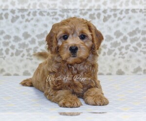 Cavapoo Puppy for sale in DENVER, PA, USA