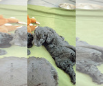 Small Photo #17 Goldendoodle Puppy For Sale in LOTHIAN, MD, USA