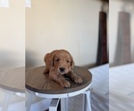 Small #31 Golden Retriever