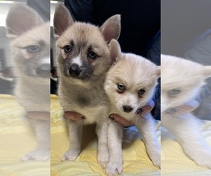 Pomsky Puppy for Sale in LOVELAND, Colorado USA