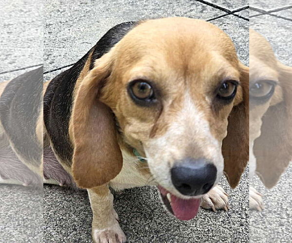 Medium Photo #3 Beagle Puppy For Sale in Dunnellon, FL, USA