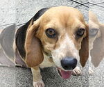 Small #2 Beagle