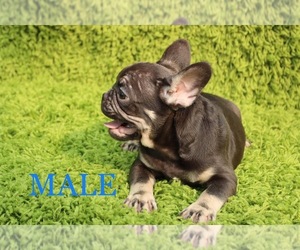 French Bulldog Puppy for sale in PALATINE, IL, USA