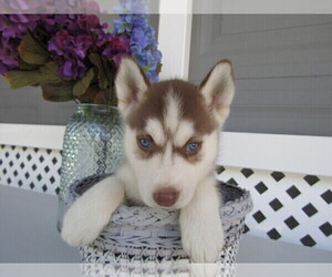 Siberian Husky Puppy for sale in SOUTH BEND, IN, USA