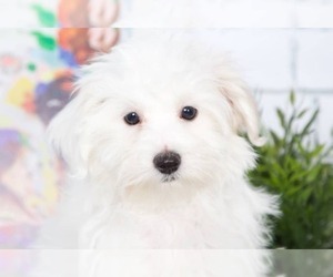 Morkie Puppy for sale in RED LION, PA, USA