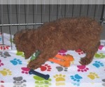 Small Photo #12 Poodle (Miniature) Puppy For Sale in ORO VALLEY, AZ, USA