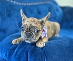 Small Photo #3 French Bulldog Puppy For Sale in STOCKTON, CA, USA