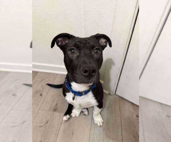 Medium Photo #9 Basset Hound-Unknown Mix Puppy For Sale in Sheboygan, WI, USA