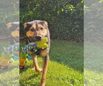 Small #10 German Shepherd Dog Mix