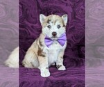 Small Photo #3 Pomsky Puppy For Sale in QUARRYVILLE, PA, USA