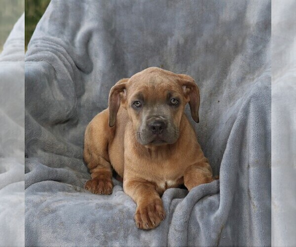 Medium Photo #1 Cane Corso Puppy For Sale in MYERSTOWN, PA, USA