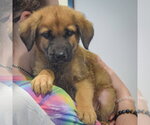 Small #3 Golden Shepherd