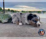 Small Photo #10 Miniature Australian Shepherd Puppy For Sale in GRANBURY, TX, USA