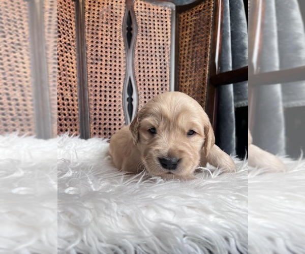 Medium Photo #4 Golden Retriever Puppy For Sale in VANCOUVER, WA, USA