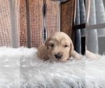 Small Photo #4 Golden Retriever Puppy For Sale in VANCOUVER, WA, USA