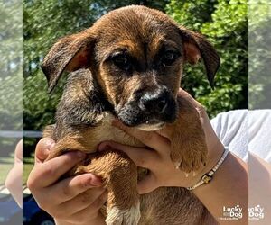 Mutt Dogs for adoption in Washington, DC, USA