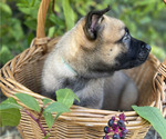 Small #8 Belgian Malinois