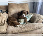 Small Australian Kelpie-Labrador Retriever Mix