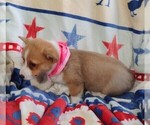 Small #7 Pembroke Welsh Corgi