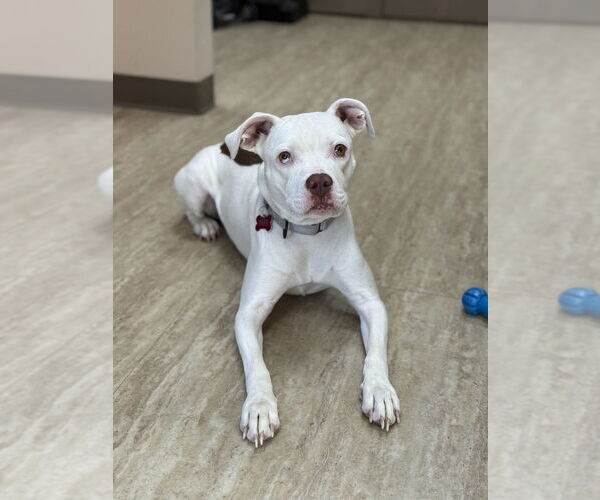 Medium Photo #3 Mutt Puppy For Sale in Boston, MA, USA