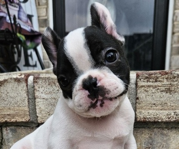 Medium Photo #1 French Bulldog Puppy For Sale in EVANS, GA, USA