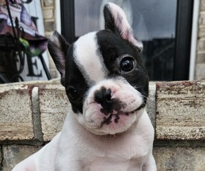 French Bulldog Puppy for sale in EVANS, GA, USA
