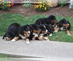 Small Photo #2 Bernese Mountain Dog Puppy For Sale in QUARRYVILLE, PA, USA