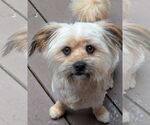 Small #2 Havanese Mix