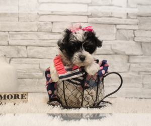 Maltese-Poodle (Toy) Mix Puppy for sale in HUGHESVILLE, MO, USA